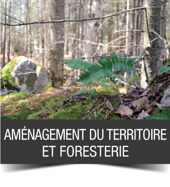 accueil_4_amenagement_foresterie